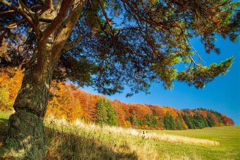 Autumn Landscape With A Pine Tree On A Sunny Day Stock Image Image Of