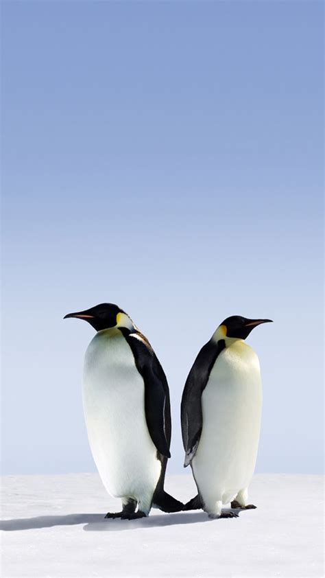Penguins Best Htc One Wallpapers Free And Easy To Download