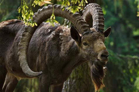 Altay National Reserve