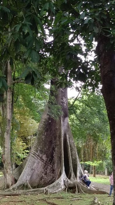 Melihat Pohon Kapuk Randu ‘raksasa Di Kebun Raya Bogor Pojokcerita