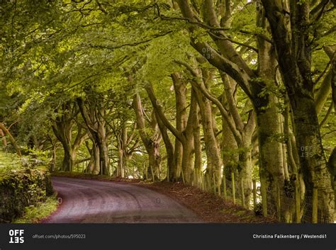 Uk England Tree Lined Country Road Stock Photo Offset