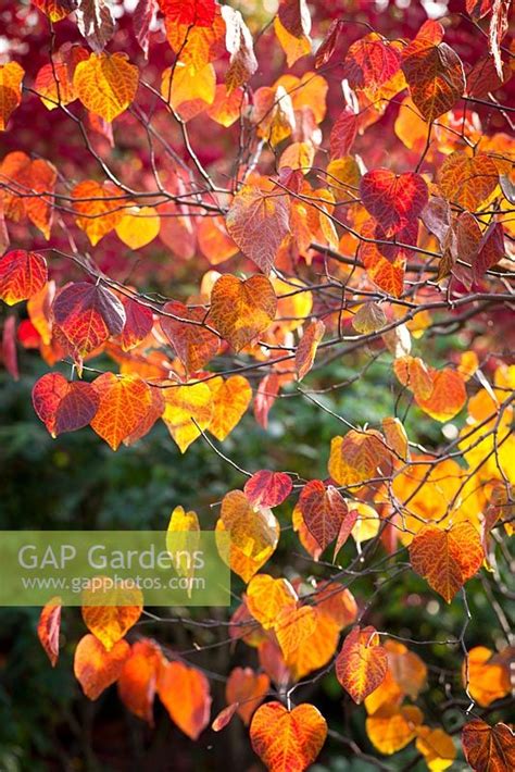 Gap Gardens Cercis Canadensis Forest Pansy Agm Syn Cercis