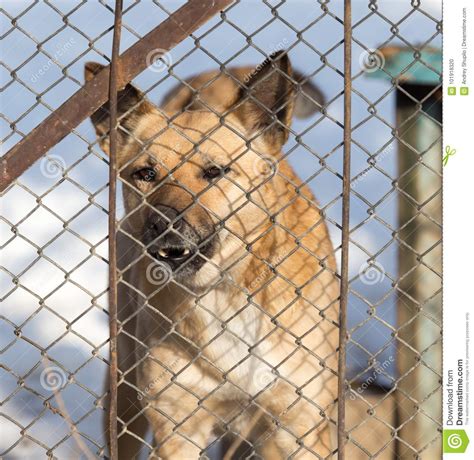 Angry Dog Behind A Fence Stock Photo Image Of Outdoors 101918320