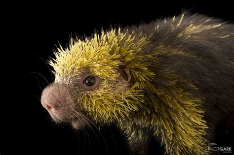 Photo Ark Home Mexican Hairy Dwarf Porcupine National Geographic Society