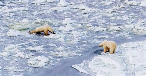 Oso Polar Intenta Sobrevivir Mientras Su Hábitat Se Desintegra Via Ritmo