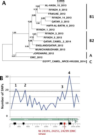 It was first identified in december 2019 in wuhan,. Characterization of MERS-CoV variation. (A) PhyML tree of ...