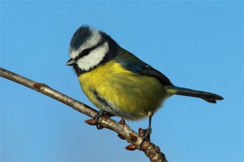 Blue Tit BirdWatch Ireland