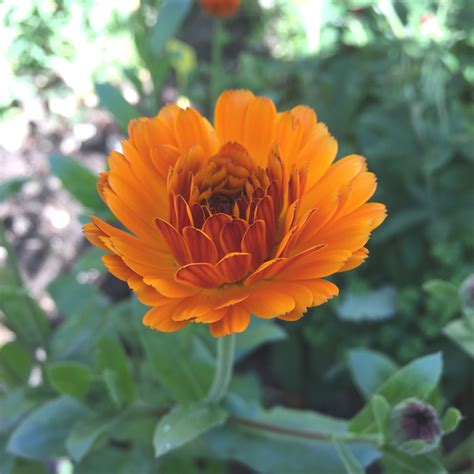 Check spelling or type a new query. Calendula | Our Edible Flowers | The Flower Deli