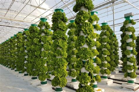 Vertical Farming Farmers Must Grow These Crops To Get Huge Profits