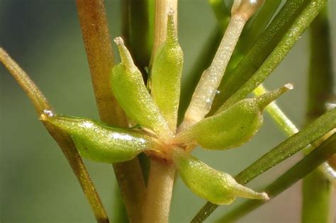 Filed as zannichellia palustris family zannichelliaceae. Zannichellia palustris Calflora