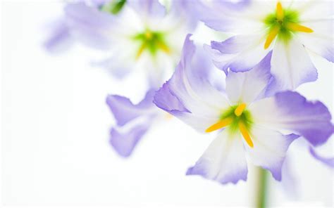 Floral nature background with beautiful light. Purple Flower Backgrounds - Wallpaper Cave