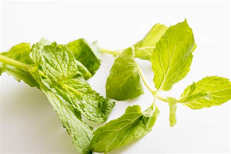 Close Up On Fresh Green Aromatic Mint Leaves Free Stock Image