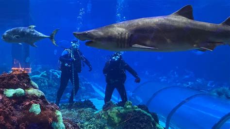 Seaworld Dispels Shark Myths With Behind The Scenes Offering