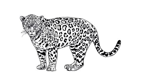 Dibujo De Jaguar Para Colorear Y Pintar 5198