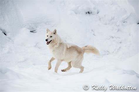 Artic Wolf 1847 Kelly Walkotten Flickr