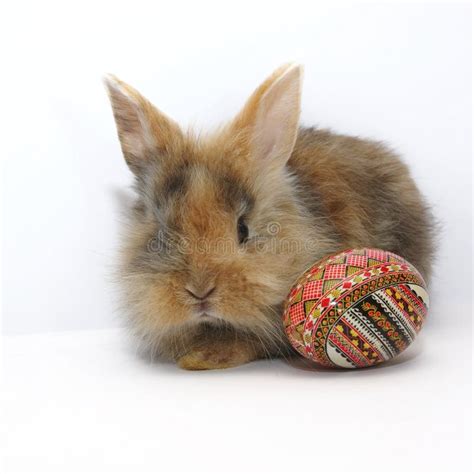Easter Bunny And Painted Egg Stock Photo Image Of Field Bucovina