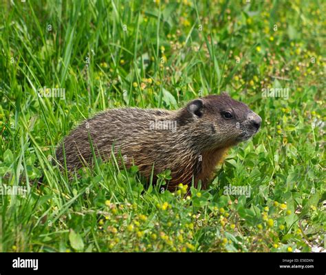 Woodchuck Groundhog Eastern Marmot Marmota Monax Stock Photo Alamy
