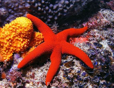 Underwater Sea Life Red Starfish Water Dwellers Pinterest