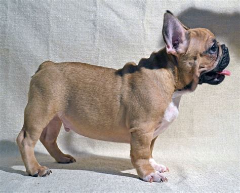 French bulldogs are playful and affectionate. French Bulldog Puppy 2