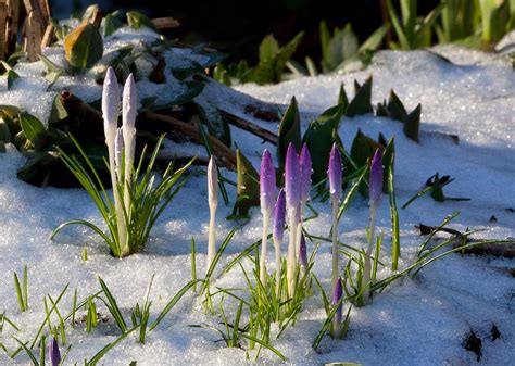 They make you feel special, graceful and elegant at the same time. Kreider's Korner Photographs: February Flowers in Vancouver