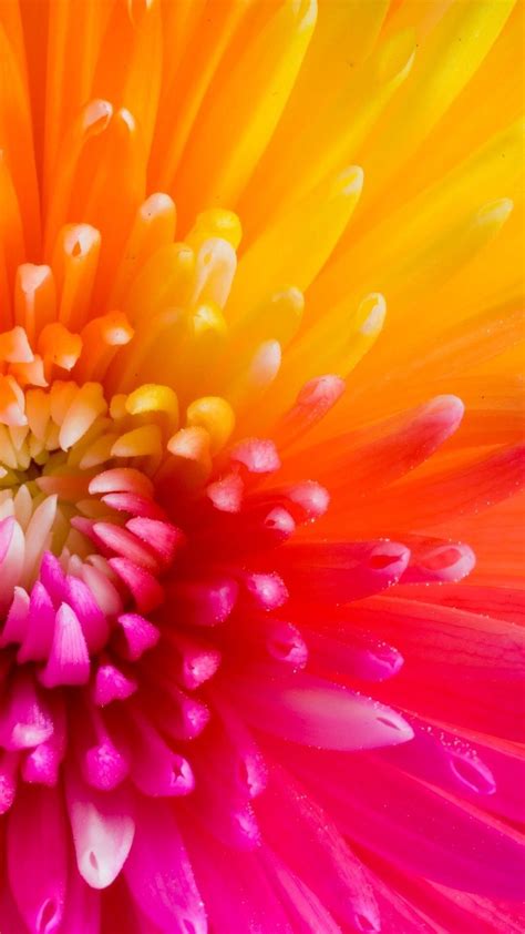 Beautiful Colourful Flower Petals Collection Of 47 Macro