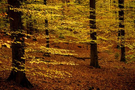 Speulderbos Nature Is So Creative On Behance