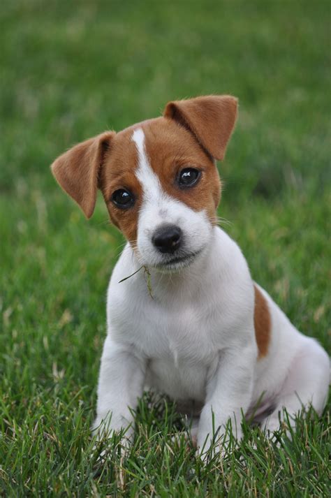 How Long To House Train A Jack Russell Puppy How To