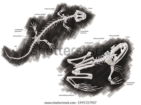 Zoology Amphibians Skeleton Compared Anatomy Between Stock Illustration