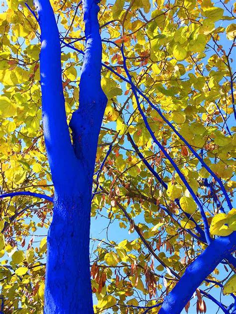 Love The Trees Paint Them Blue Southern Living