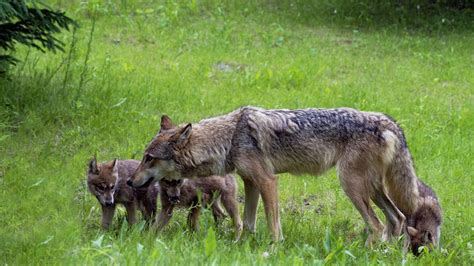 How To Keep Coyotes Away From Yard And Keep Pets Safe Outside Durham