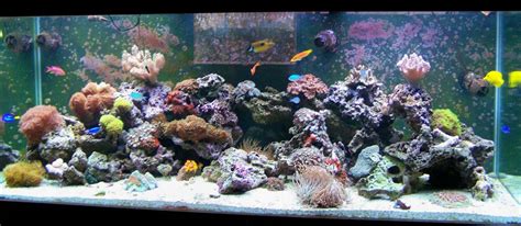 Photo 1 210 Saltwater Reef Tank 2 Ocellaris Clown Fish
