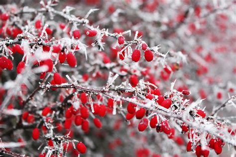 Free Images Nature Branch Blossom Snow Winter Plant Berry Leaf