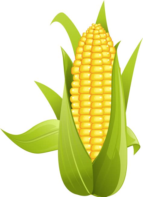 Kernel Clipart Corn Kernel Ear Of Corn Clipart Png Download Large