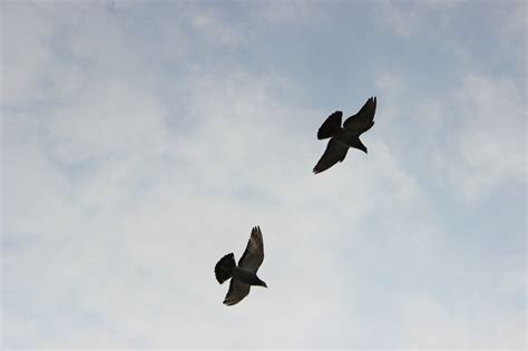 Flying Two Doves In The Sky Free Image Download