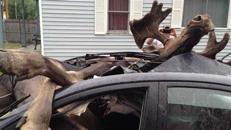 Incredible Images From Moose Vs Car Collision In Northern Maine