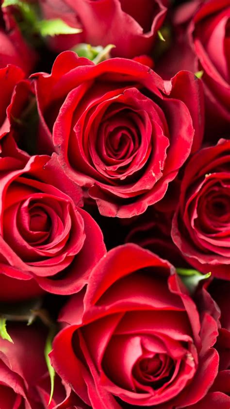 Download Wallpaper Rose Flower Red 4k Nature By Shawnd73 Roses