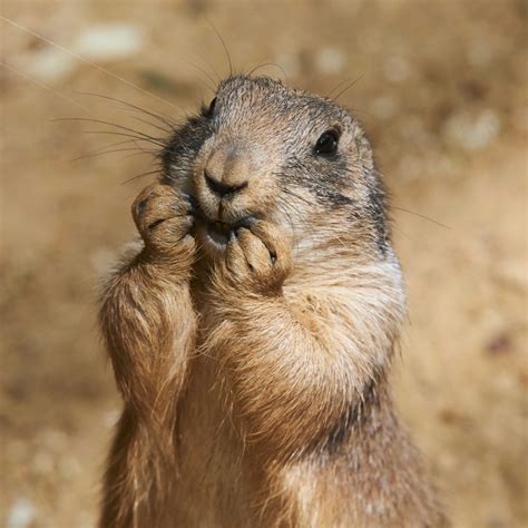 Wildlife Friendly Black Tailed Prairie Dog Animal Media Foundation