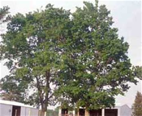 Common hackberry grows naturally even a bit further north and west of winnipeg but it has a hard. Southern Hackberry
