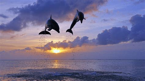 Dolphin wallpapers hd pictures one wallpaper. Dolphins Full HD Wallpaper and Background Image ...