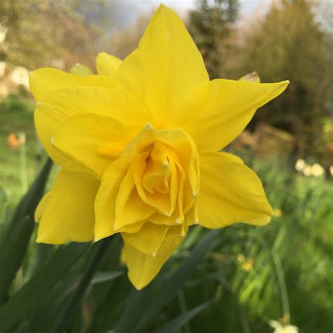 Check spelling or type a new query. Narcissus 'Double Campernelle', Daffodil 'Double ...