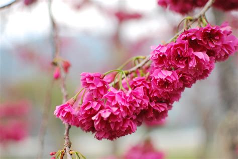 Foto Gambar Bunga Sakura Gambar Bunga