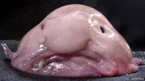 Blobfish in water vs out of water is comparable. Blobfish Facts: Lesson for Kids - Video & Lesson ...