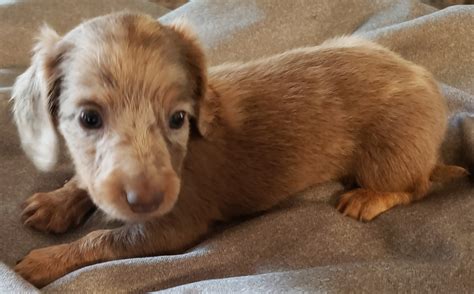 Dachshunds were built to sniff out pesky prey. Dachshund Puppies For Sale | Cornell, WI #299047 | Petzlover
