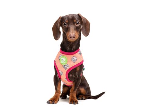 Arnes para perro banana dukier talla l. DUKIER ARNES REVERSIBLE VEGAN - Astur Huellas | Queremos ...