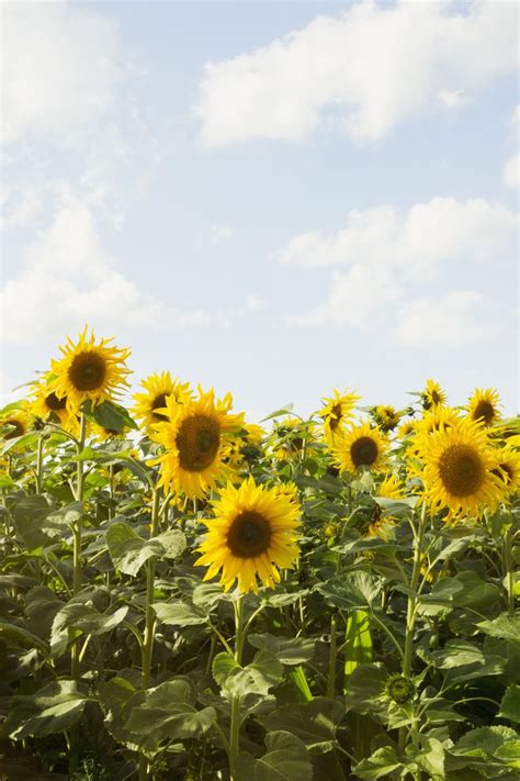 When you love nature and the beauty it provides through flowers, you'll want to see our pictures of sunflowers. 25 Best Sunflower Fields Near Me - The Best Sunflower ...