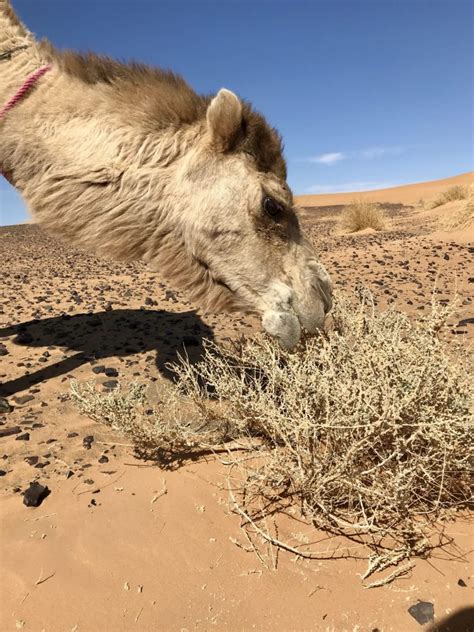 Would it be safer if all houses had window make out. My Two Day Desert Trek in Morocco - Walking With Nomads