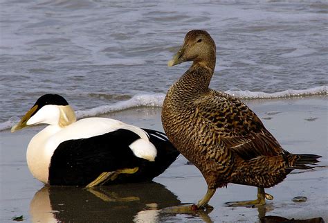A male common eider duck in nuptial plumage has a beautiful face mask rich in contrast. Somateria mollissima - Wikispecies