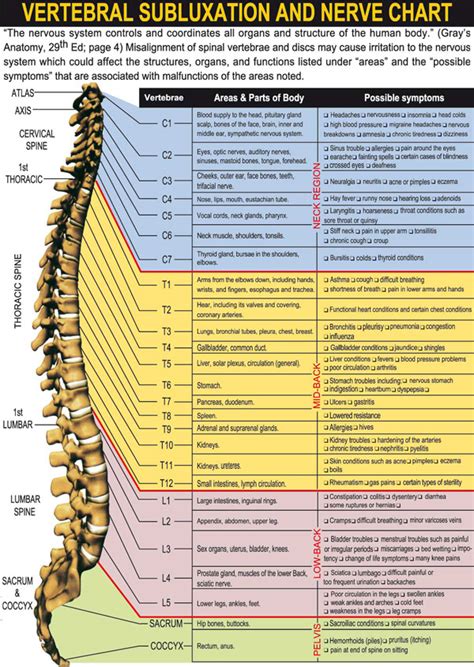 Molly smith dipcnm, mbant • reviewer: Your Spinal Column & Nervous System | Mercer Island Chiropractic