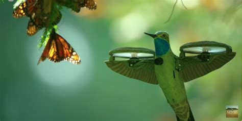 Hummingbird Drone Captures Butterfly Swarm Dji Mavic Drone Forum