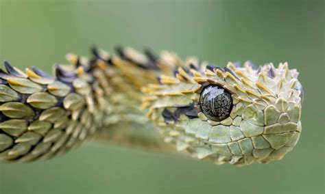 Spiny Bush Viper Animal Facts Atheris Hispida A Z Animals
